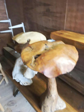 Mushroom Toad Stools